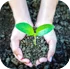 What is Meant by Organic Sage?